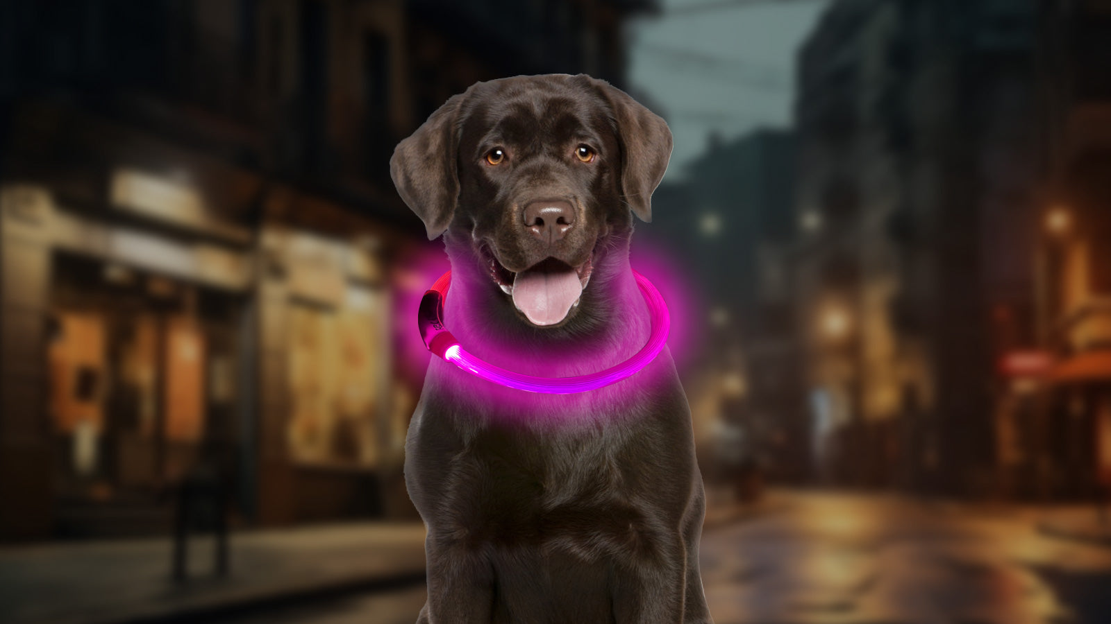 Dog wearing a glowing LED collar during a nighttime walk, showcasing visibility and safety.