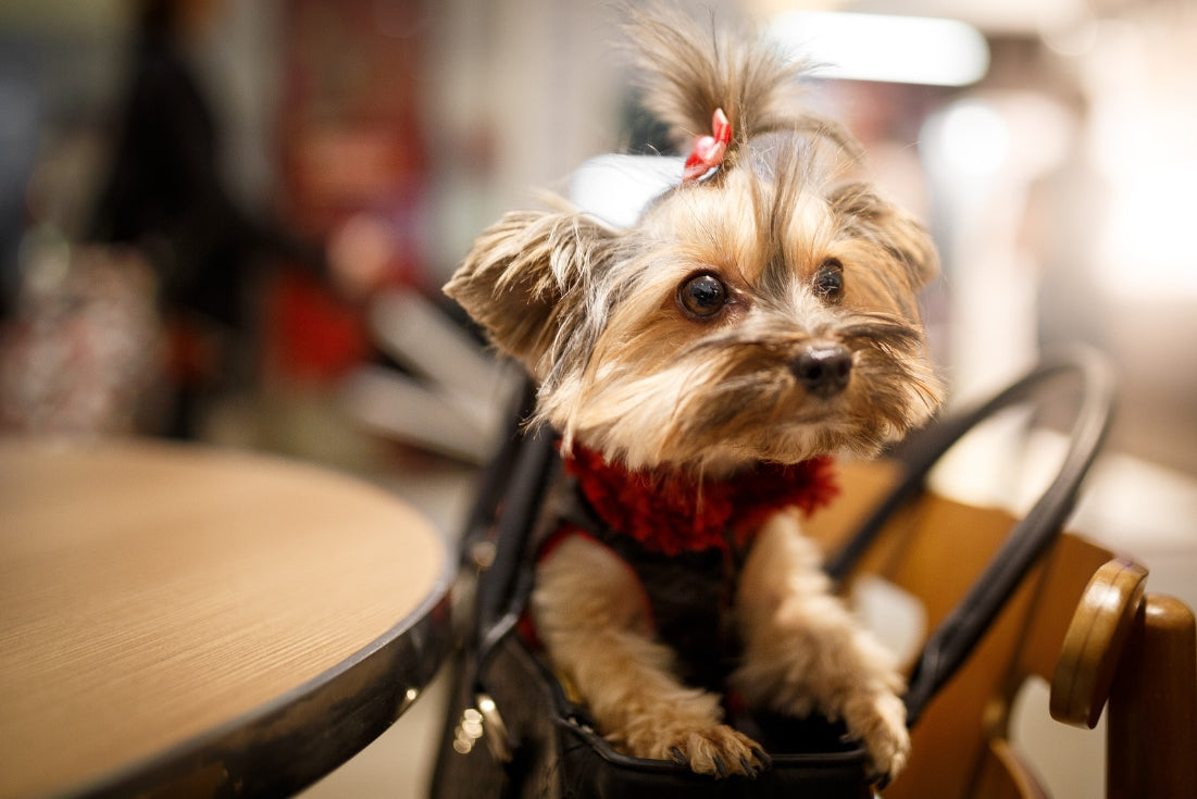 Small dog in a PawPubby pet sling, comfortably secured and relaxed during an outing, showcasing the comfort and security it provides for anxious pets.