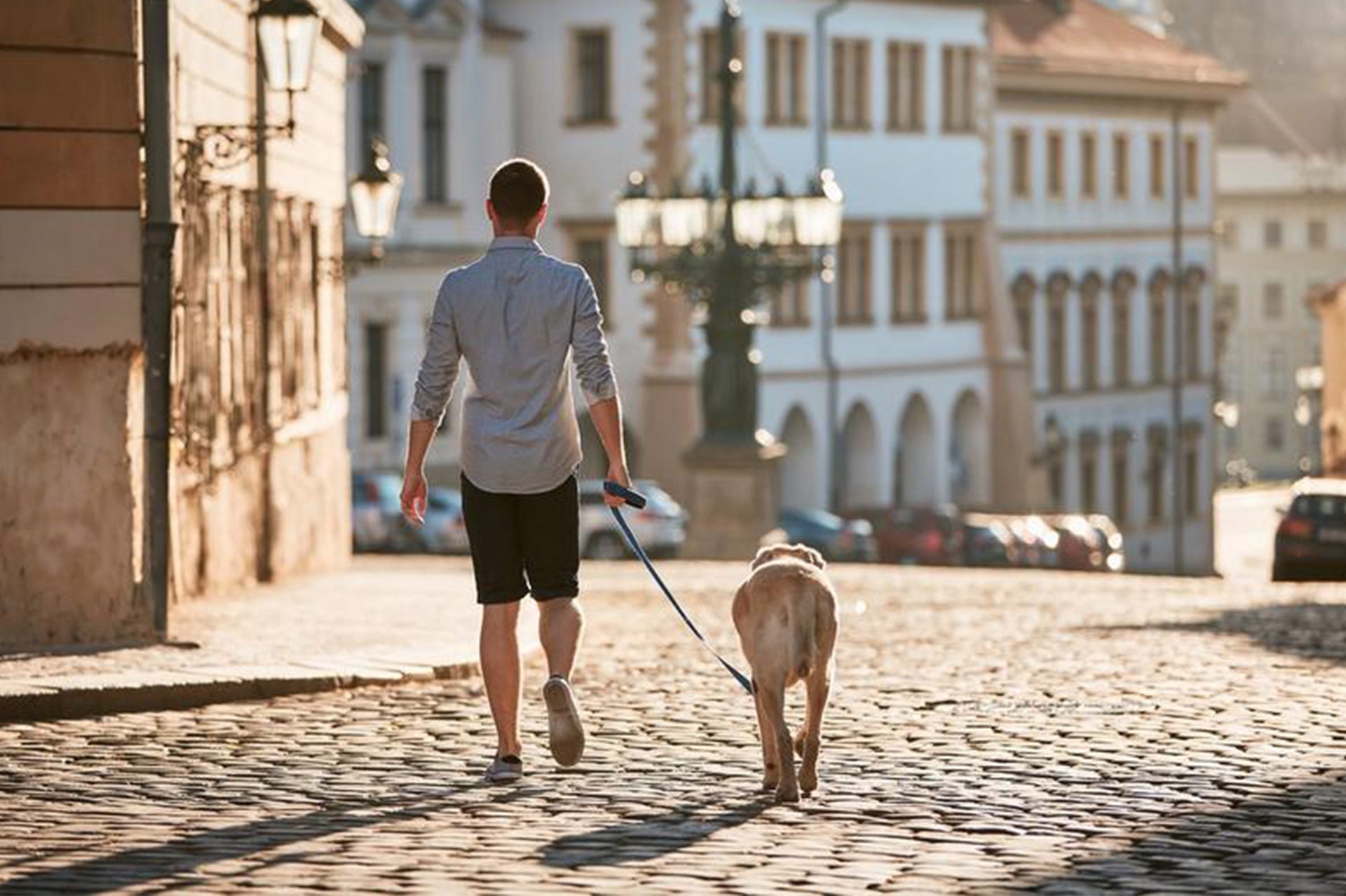 How to Choose the Right Dog Leash for Your Pet?