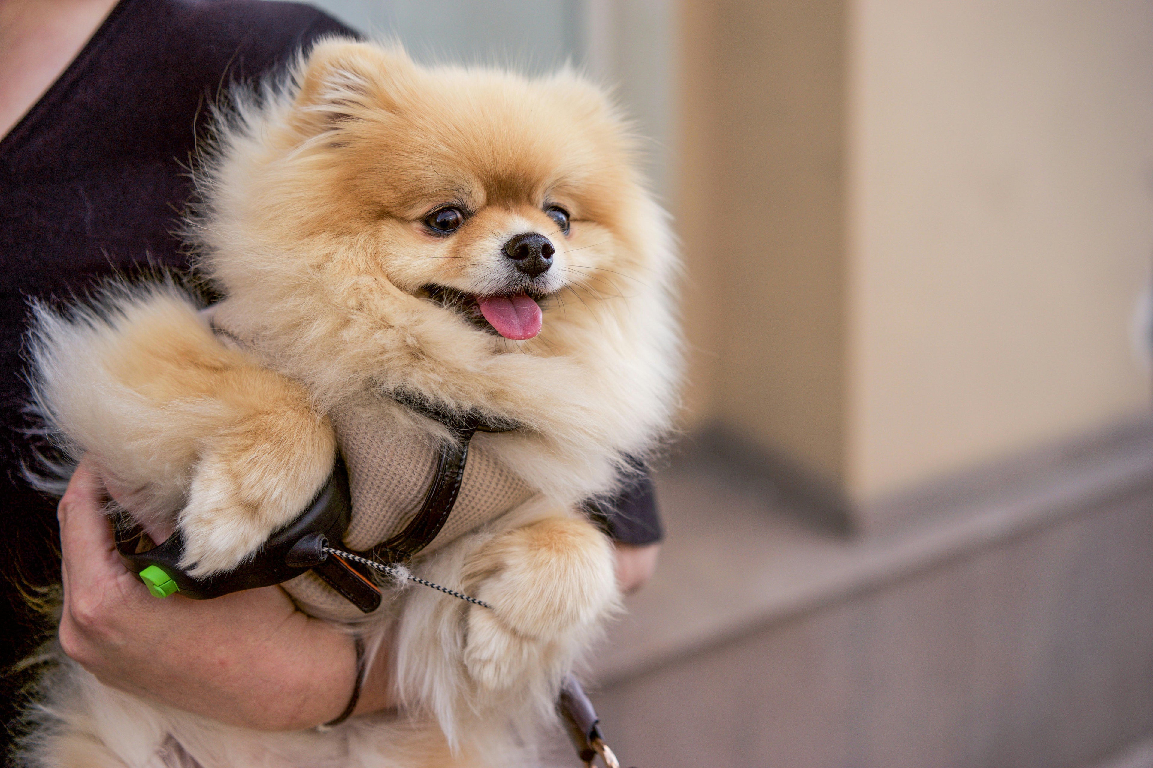 Close-up of PawPubby’s dog sling for small dogs, designed for hands-free convenience.