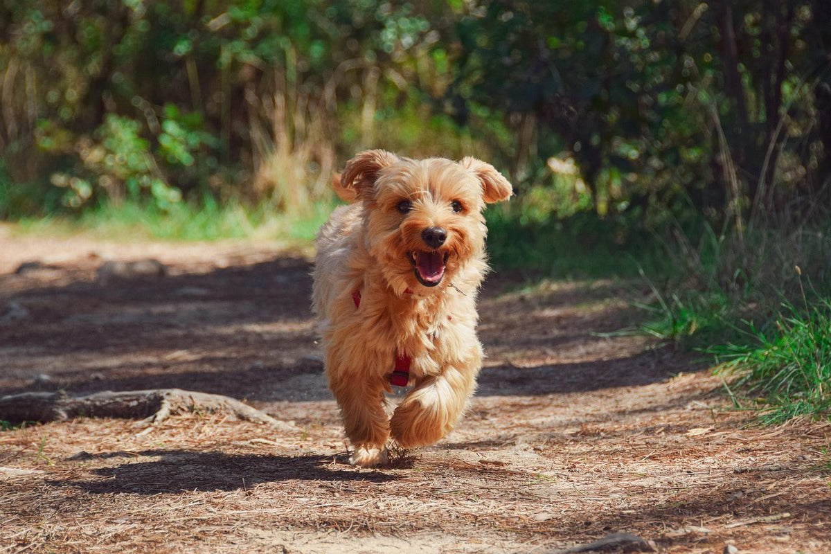 Small dog enjoying a spring hike in a Pawpubby pet sling, comfortably carried by its owner on an outdoor adventure.