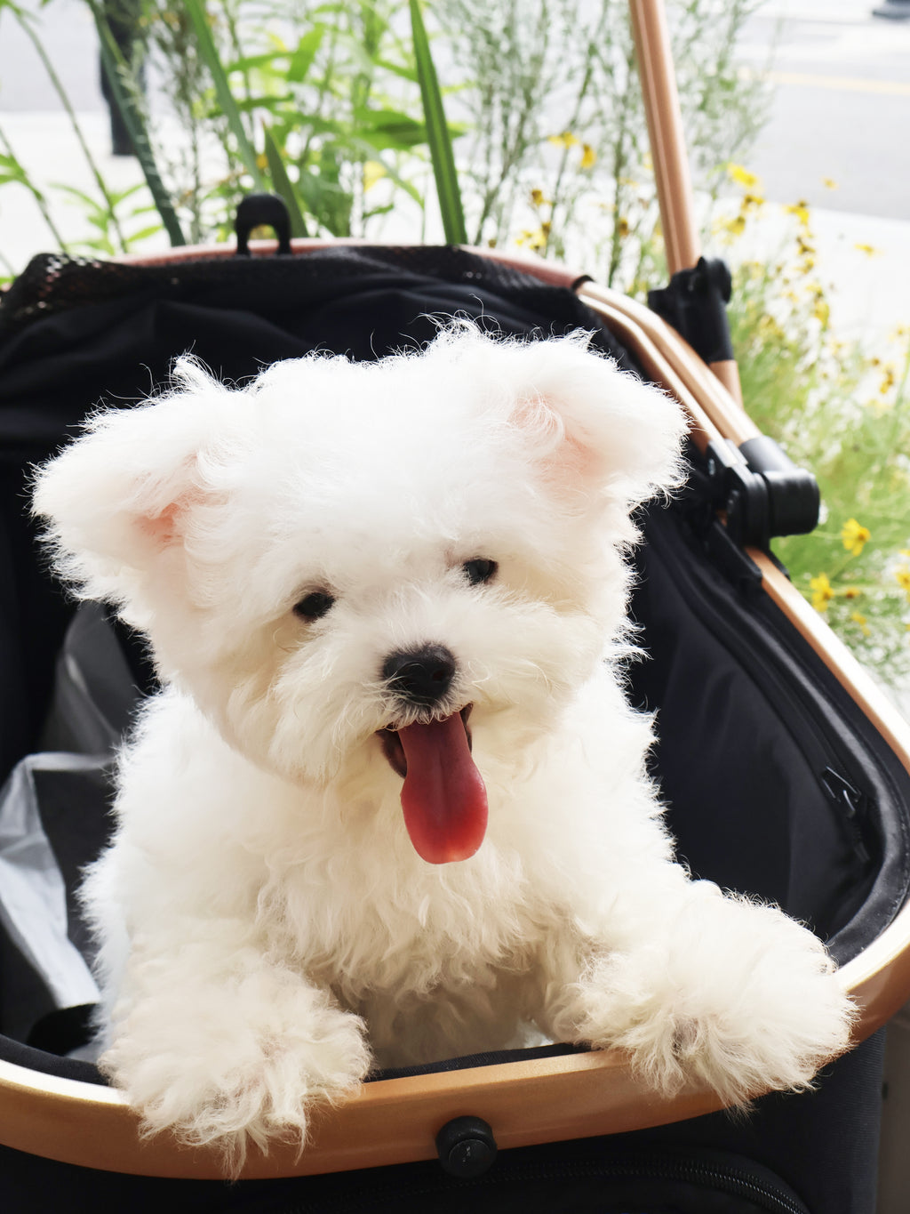 Luxury Premium Pet Stroller