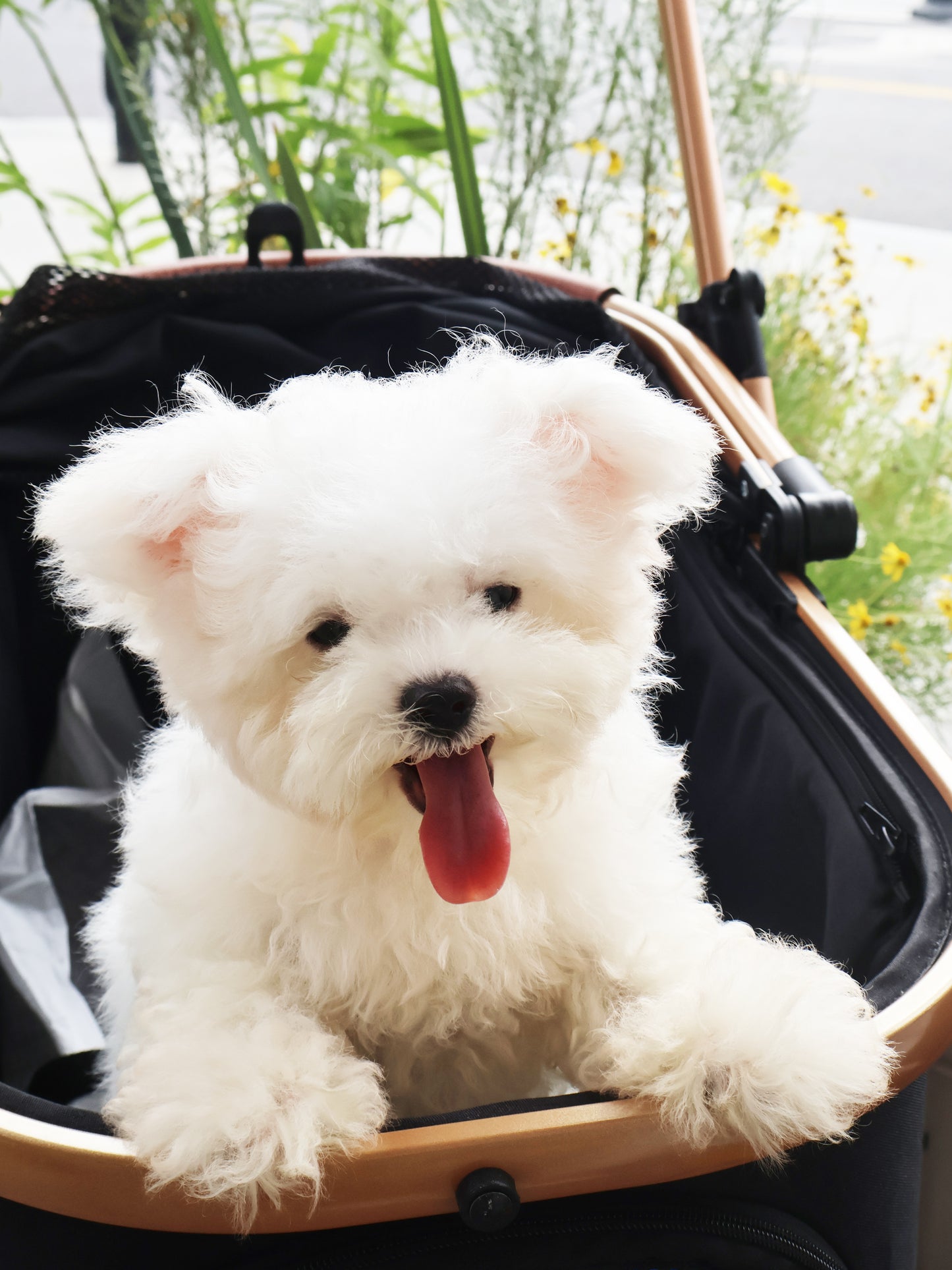 Pet Premium Stroller