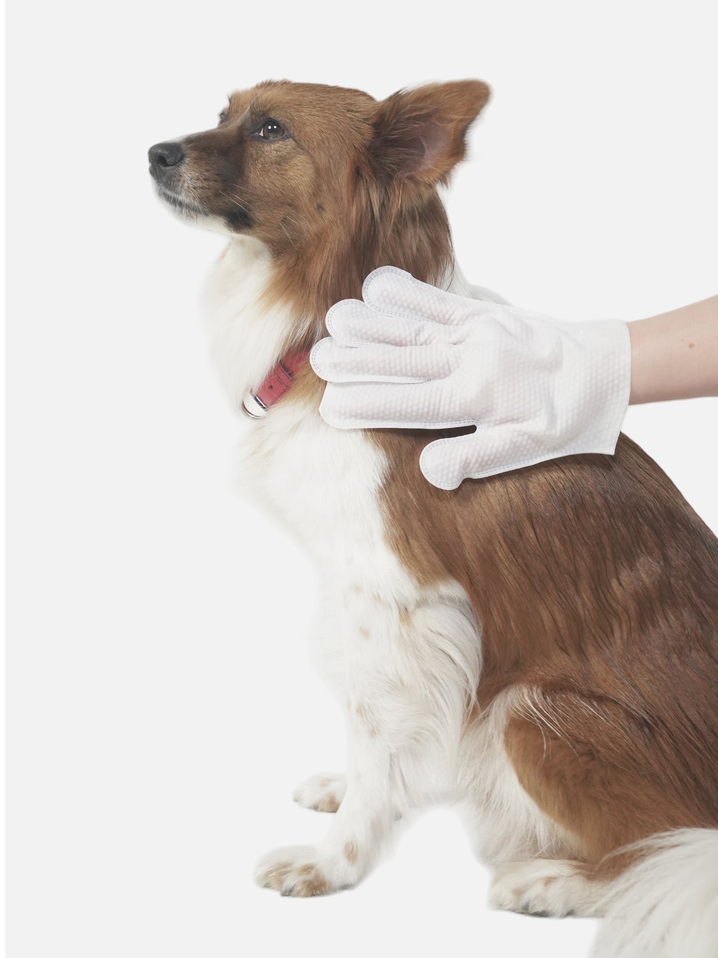 Dog Clean Gloves