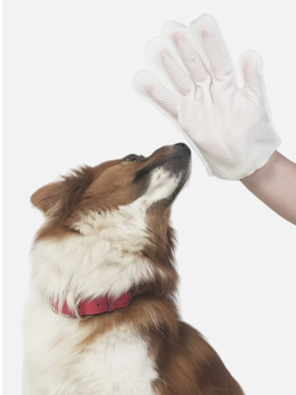 Dog Clean Gloves