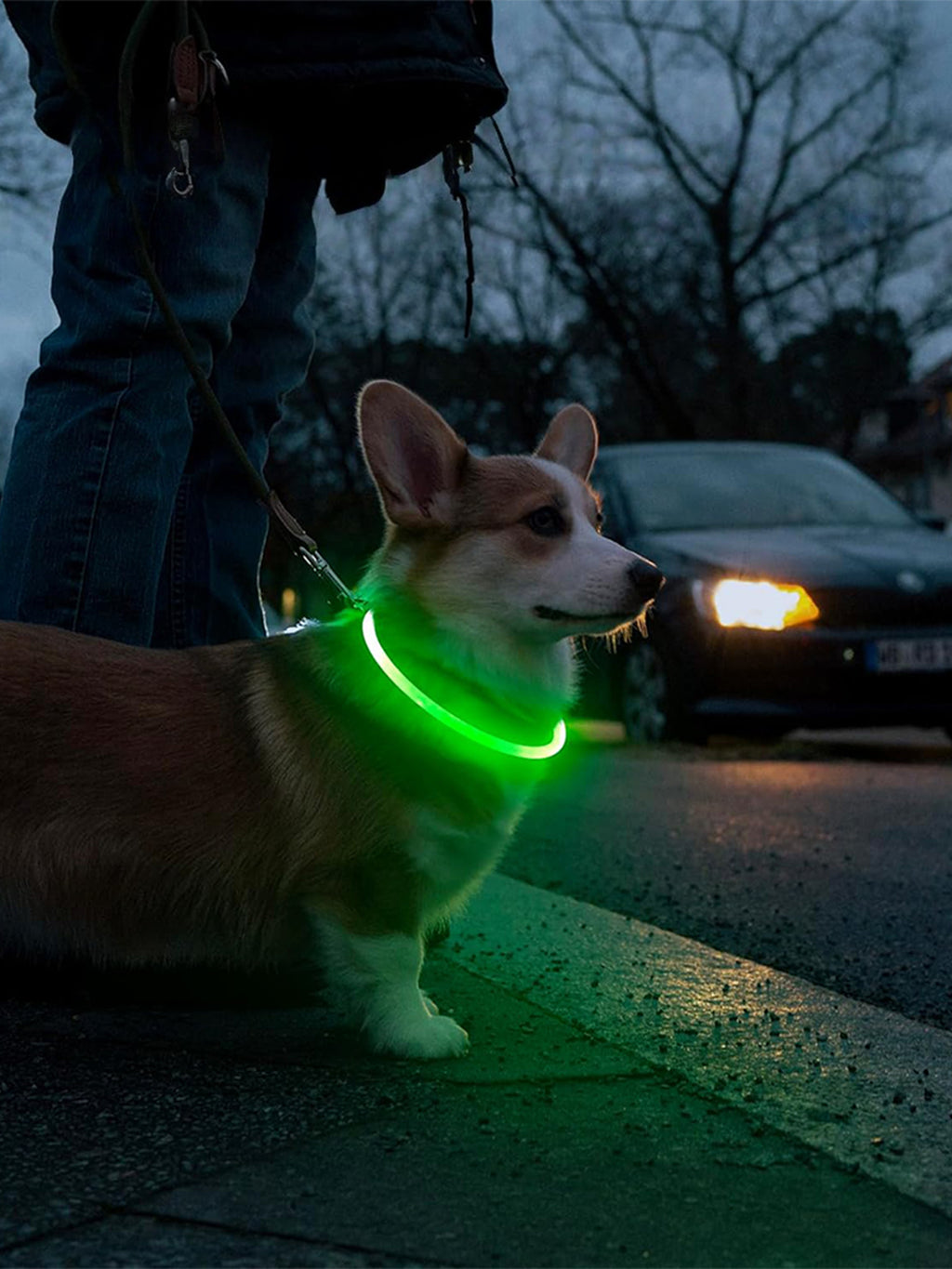 Glow Guard LED Dog Collar