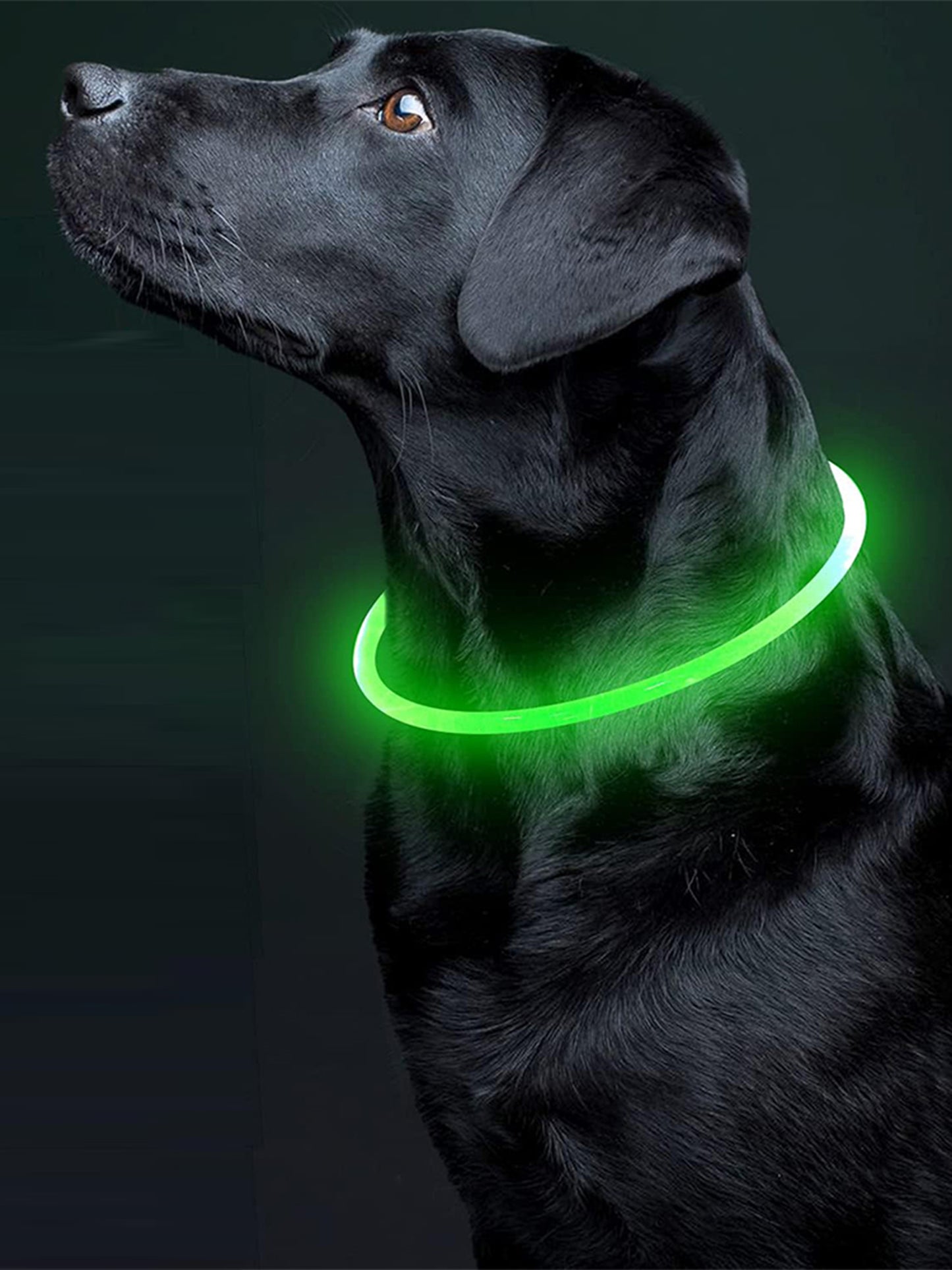 Glow Guard LED Dog Collar
