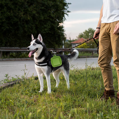 Pet Food & Water Bowl